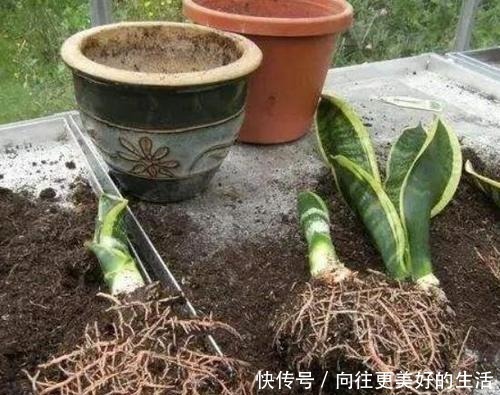 给“3种花”换盆,一定不能浇“定根水”,否则烂根多,容易死亡!