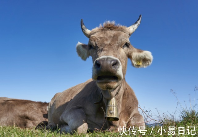 斗志|惹不起!虎年迎吉星加持,斗志满满,财气充盈,买车买房的生肖!