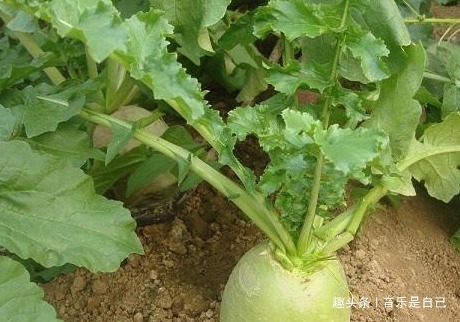 荞头|女人想皮肤好,4种食物换着吃,去除皱纹,祛皱美容,谁吃谁受益