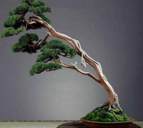 为什么盆景中土少却能养活树？