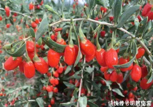 是吹牛,还是确有其事,枸杞钓鱼,到底行不行