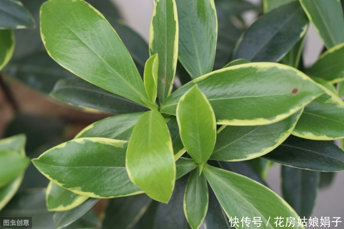 神奇的金边瑞香,科学的养护管理,花香四溢,开花爆盆