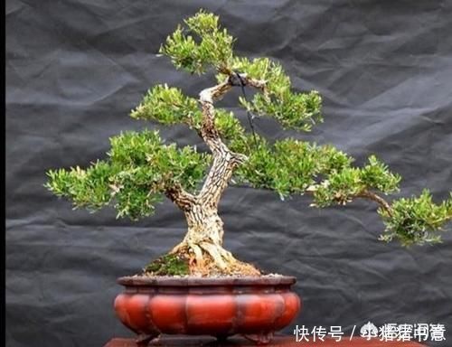 古朴|雀舌黄杨古朴典雅沧桑,雀舌黄杨盆景在北方如何养护?