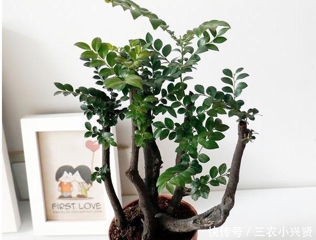 养人|家里养花不要瞎眼！这6种花旺财又养人，有2种花是大忌！