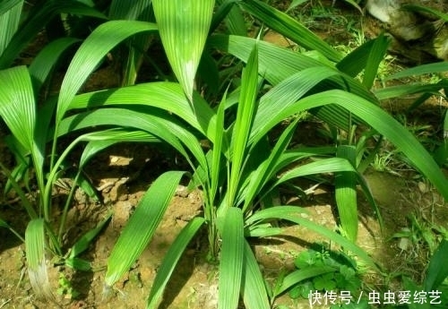 野草|农村路边常见的野草,和酒一起泡,腰不痛腿不软,远离癌症困扰