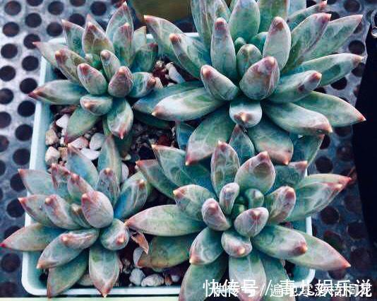 意境|10款意境深远的蓝色系多肉!养成老桩美呆了!越养越爱!