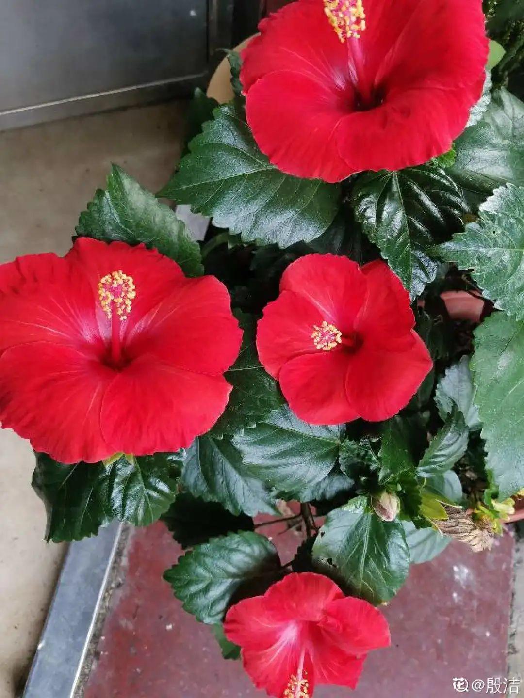 蓝目菊|蓝雪花妥妥的开花机器，花量大、花期长，让人不得不爱