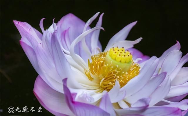 老年|青白江的夏雨荷——夏至错失日环食，怡湖园中观芙蕖