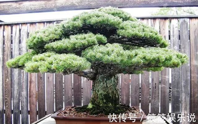 寿命|这4种“盆景树”,不仅观赏性高,寿命还特别长,越养越值钱