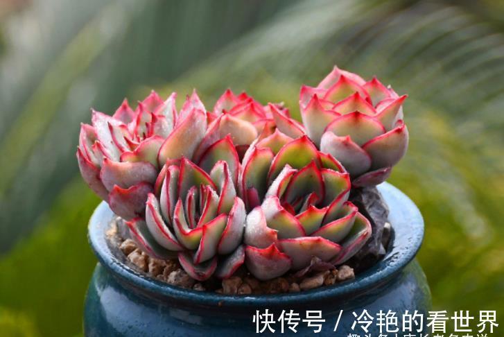 叶缘|月光女神——连名字都混掉的多肉，其实有颜值又好养，还容易缀化