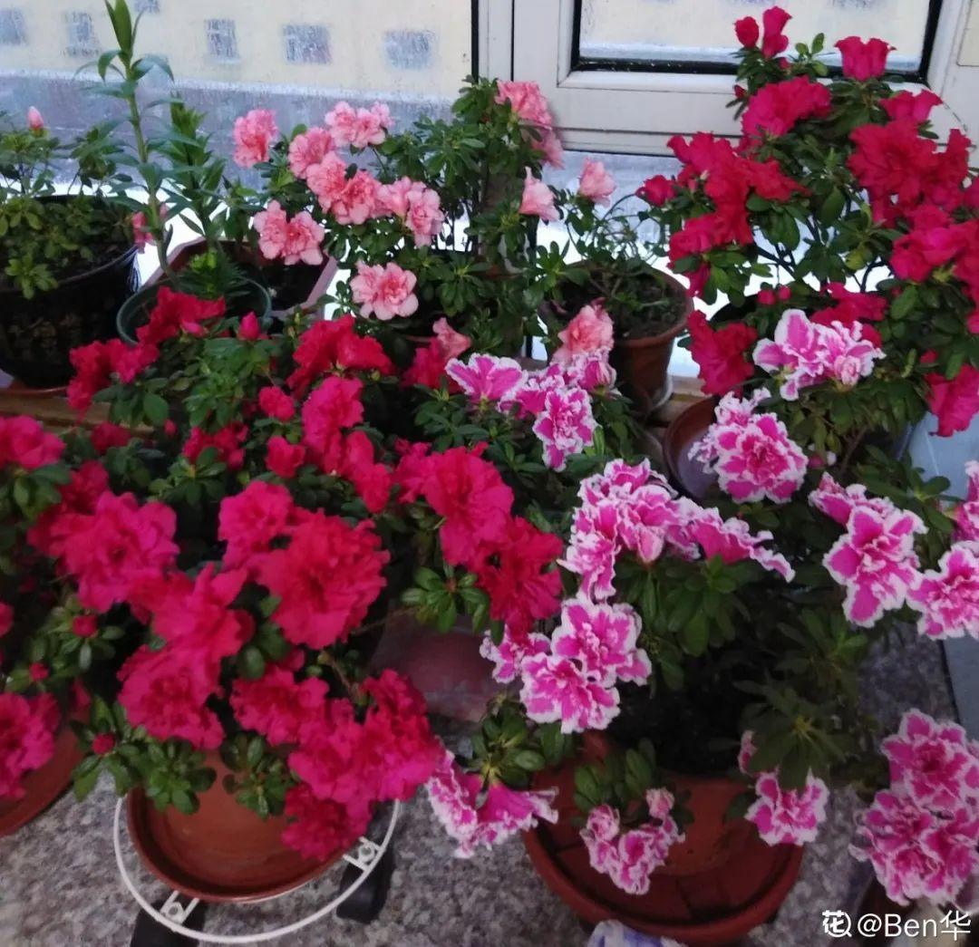 蓝目菊|蓝雪花妥妥的开花机器,花量大、花期长,让人不得不爱