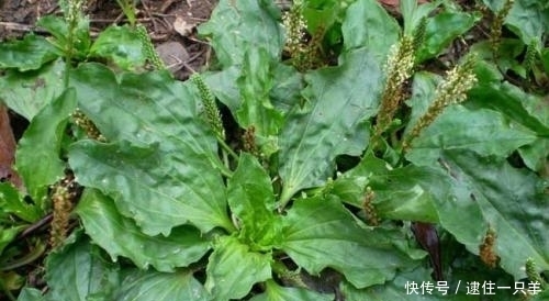 农村这种常见的野草,竟然是藏在民间的治病草药,你见过吗?