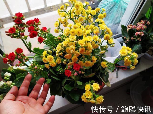 长寿花“半死不活”僵一年3点大营救,浇点促花肥,花苞挤满盆