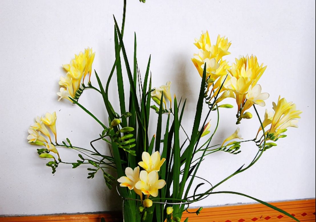 香雪兰花量大，养护简单，室内养一盆，香气浓郁，充满浪漫的气息