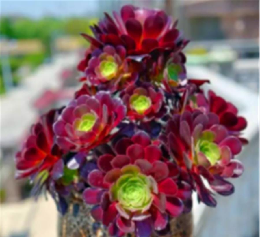 修剪|养了3年的多肉法师，狠心做了3件事，反而快速爆出一圈头