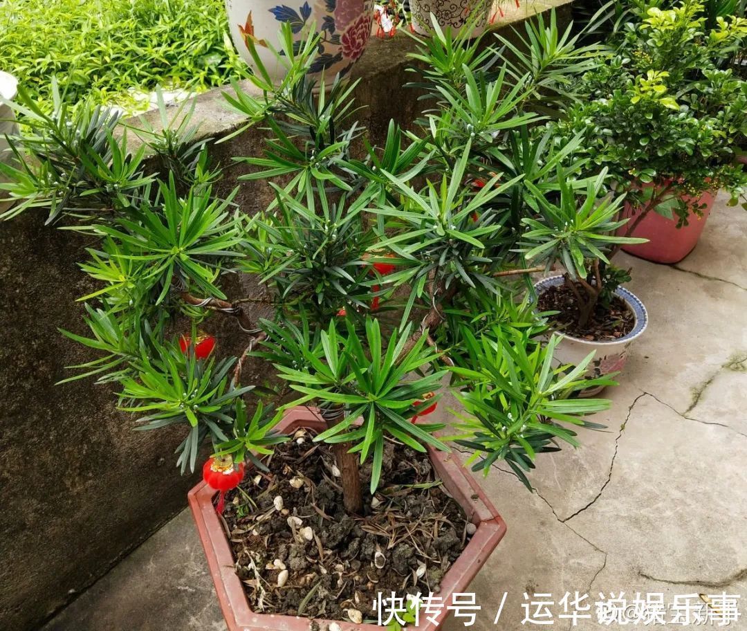 10种花爱喝醋,浇水加点酸,叶子油亮爱开花!