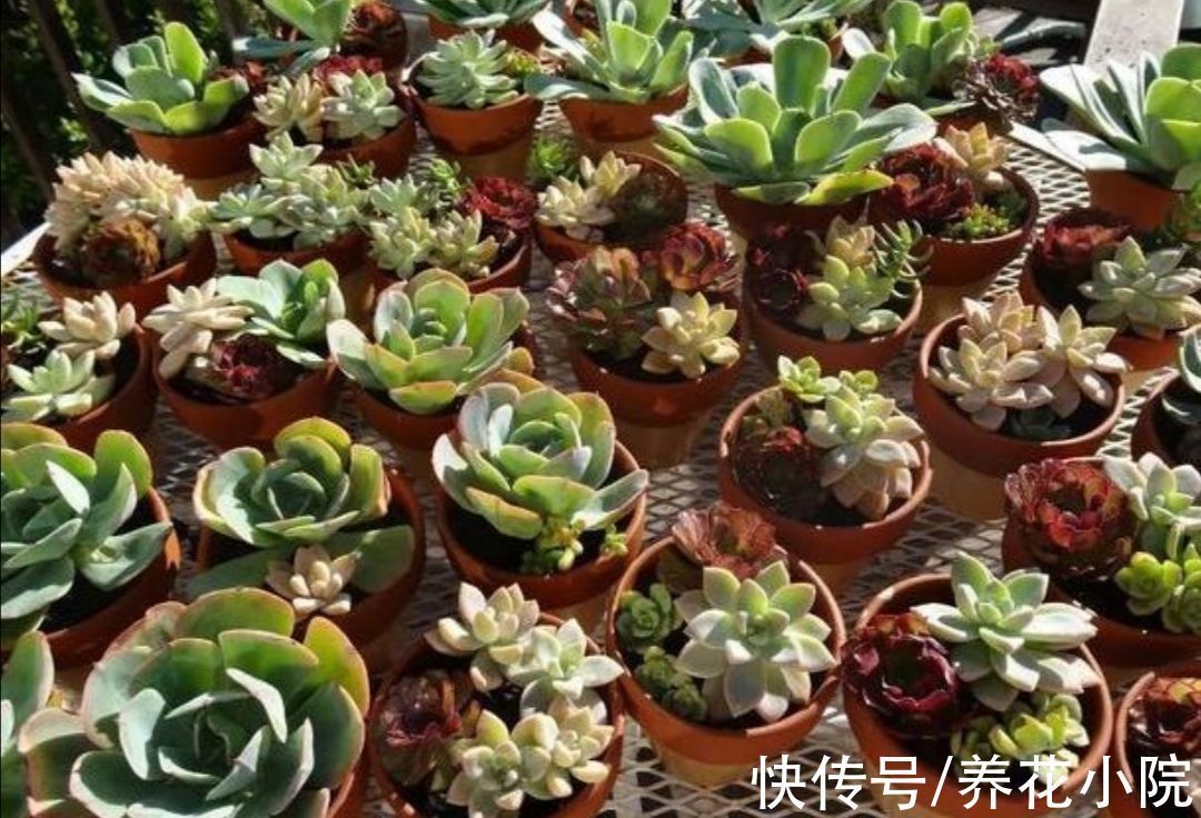 施肥|天凉了,给多肉做好3件事,让它变得绚丽多姿