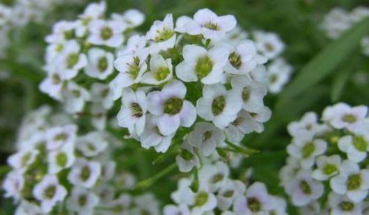 几款花卉,便宜又好养,颜值超高,寓意好