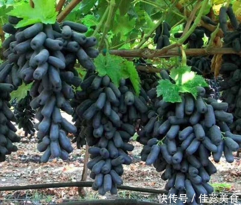 绿色|阳台不要再浪费,聪明人此样做,绿色健康,吃不完还可以卖