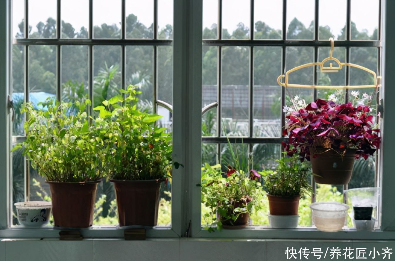 植物|养花忌讳“3种肥”，乱用不好，避免以后就不再黄叶，不用再发愁