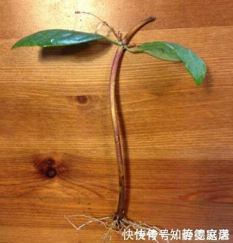 这五种花儿,一个枝条就能种,爬藤爬满墙,开花又多又漂亮