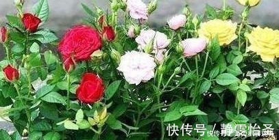 浇花|养花难不难?老花匠说:难的是养土,学会2个小诀窍,养好花不难