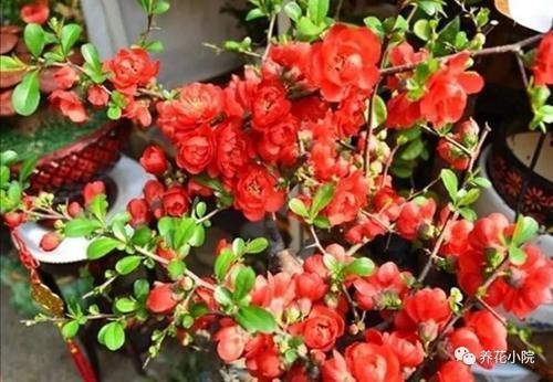 海棠花|养海棠盆栽,几个关键养护要做对,才能大量开花
