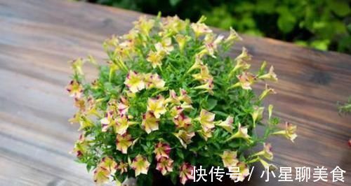 草本植物|盆栽花草该如何正确浇水掌握3点诀窍,不用怕浇一盆死一盆