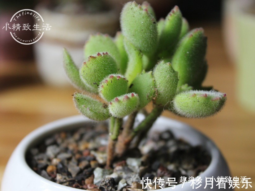 伪常识|3个伪常识,不但对养多肉没帮助,甚至会害死肉肉,不要被误导