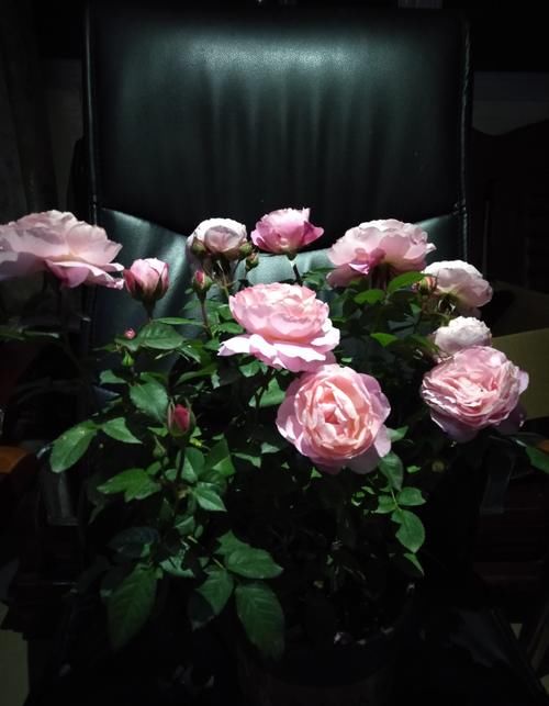 海神王阳台,专为盆栽观赏而生,花似牡丹,又美又香,四季有花开