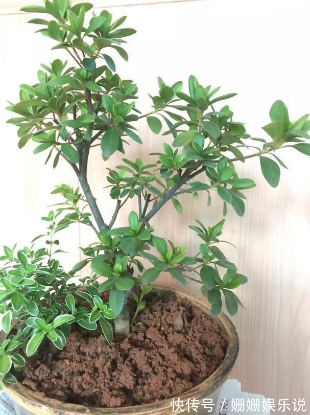 花草生虫害该如何解决学会''3种灰''的用法，养花不再头疼
