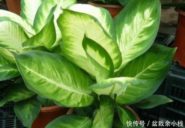 耧斗菜|家里要养4种花,开花吉祥又喜庆,养一盆,招财又纳福!