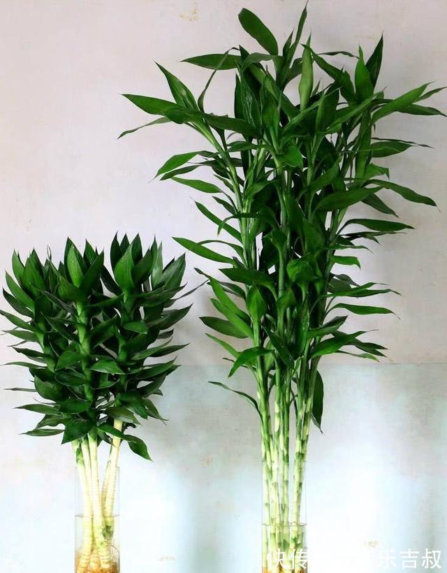 水培|这5种花,漂亮又好养,放卧室客厅都合适,还能净化空气,很实用