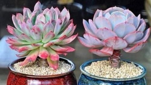 叶片|7种花,就得穷养,用破盆,少浇水,丢阳台,越长越旺