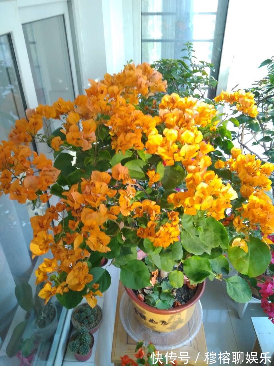 植株|9月中旬，养三角梅，最后“一波”花期，扣水再回水，枝头都是花