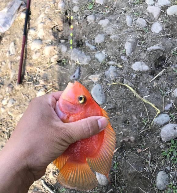 观赏鱼|这鱼在漠阳江快泛滥了,钓鱼人:到处都是,所幸还好吃