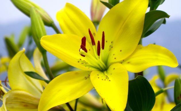 5种花适合养在客厅，花朵大颜色艳，一年四季开花不断