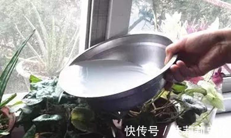 淘米水究竟能不能浇花,适合浇什么花