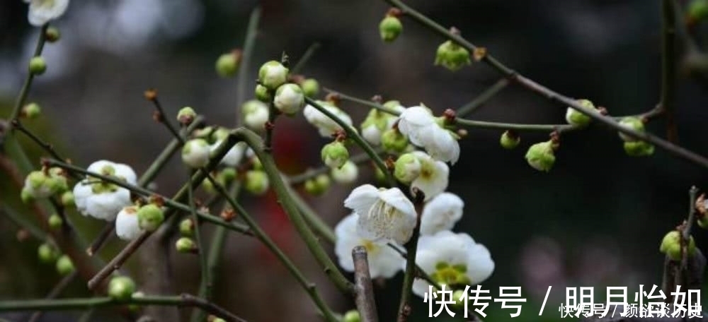 诗人|黄蘖禅师这首咏梅诗，通篇句句是经典，同时还充满了深刻的哲理！