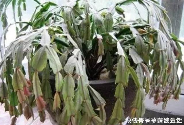 休眠期|蟹爪兰叶子“软塌塌”?教你做3步,嗖嗖冒新叶,入冬花朵爆盆