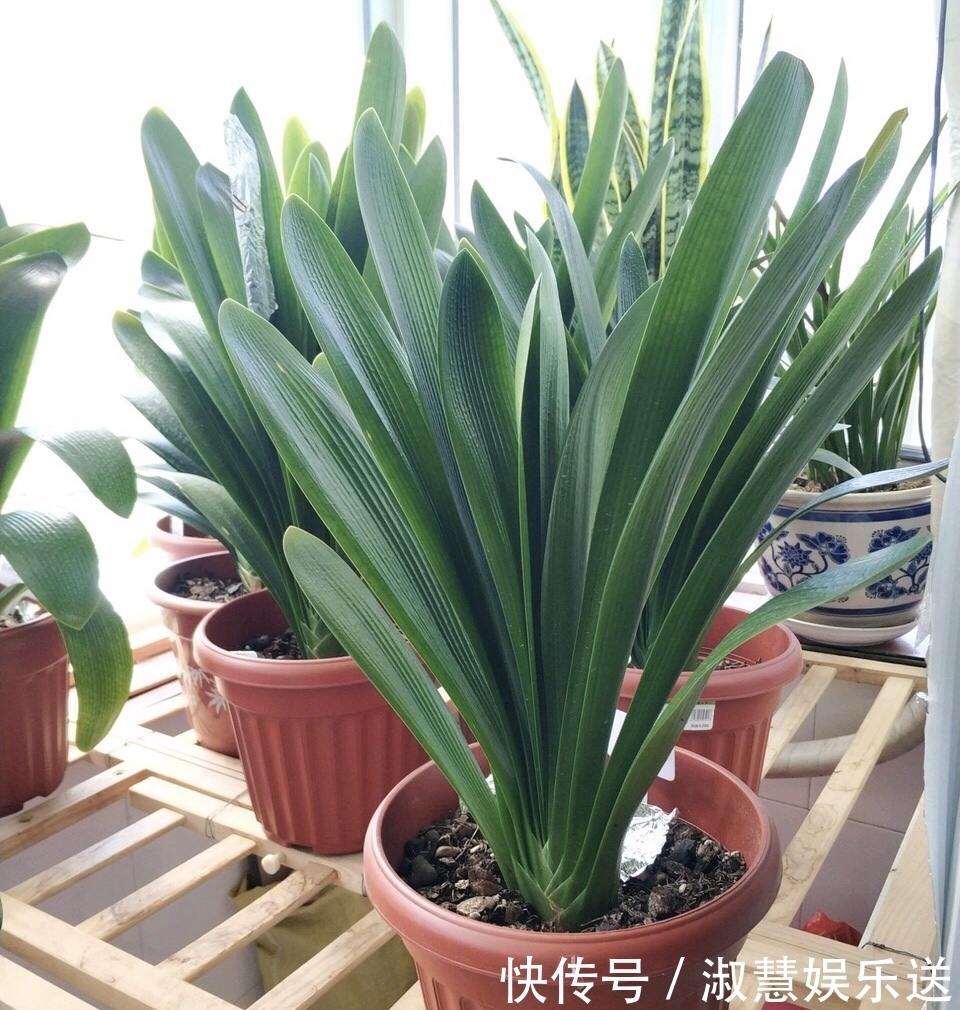 君子兰吃点“大补肥”，蹭蹭直冒“网格叶”，根系就像大白菜
