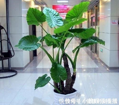 含羞草碱|这几种花室内不能养,家里有的尽快搬走,别拿安全开玩笑!