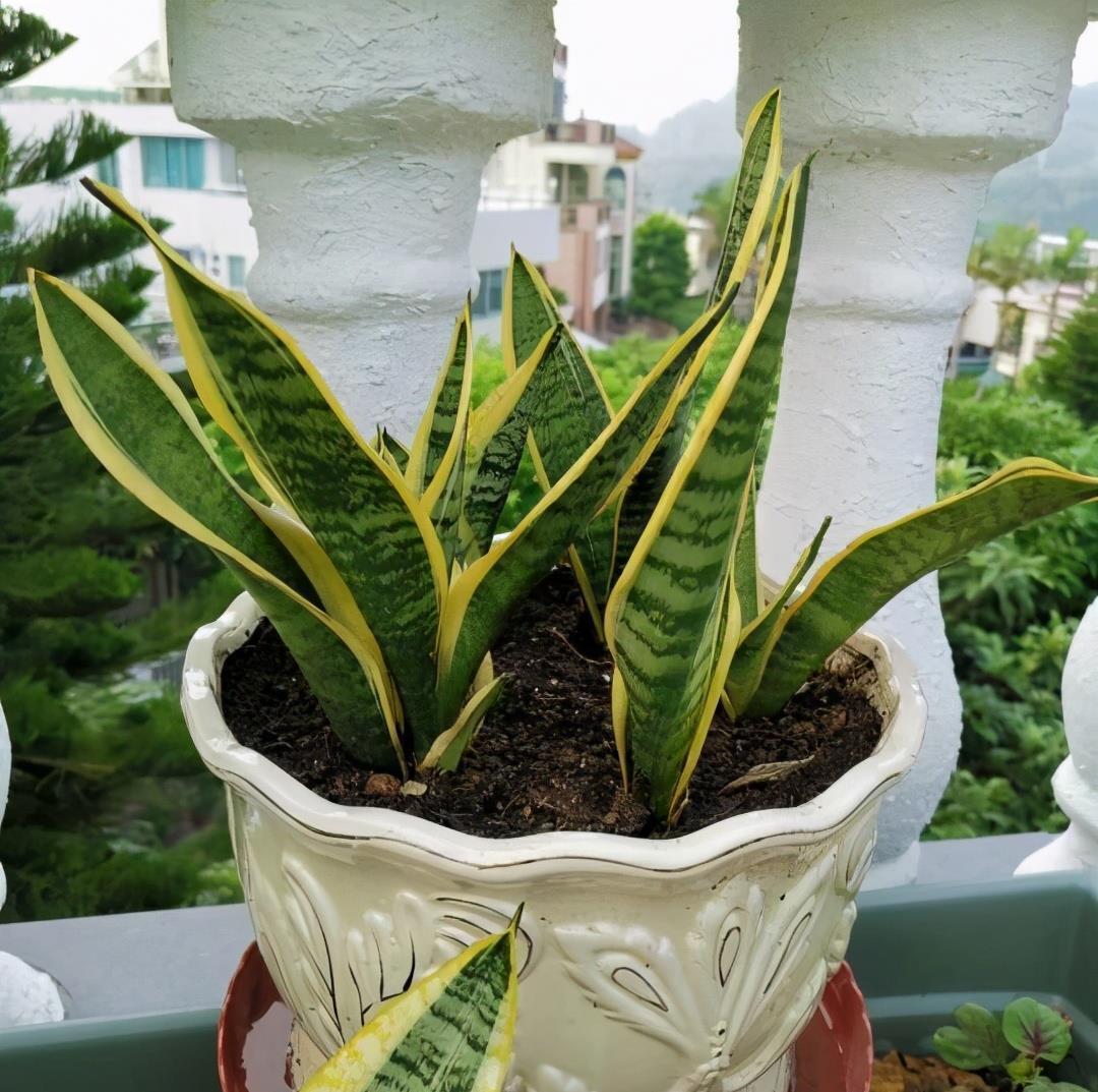 颜色|虎皮兰如何度夏？有2点很关键，叶子颜色更好看，每年都爆盆