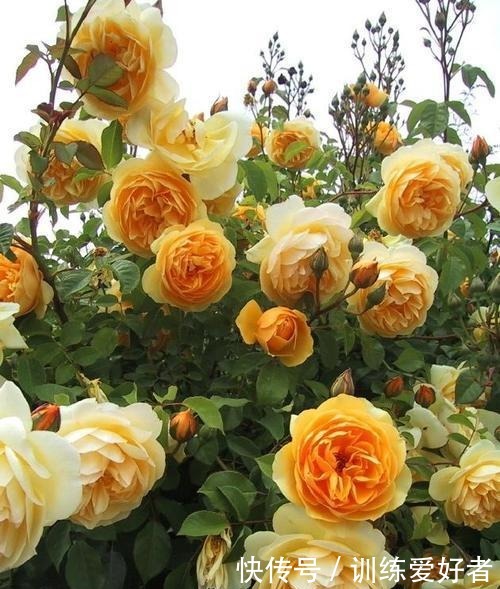 院子里种了13棵藤本月季,各有优缺点,到底哪种好!