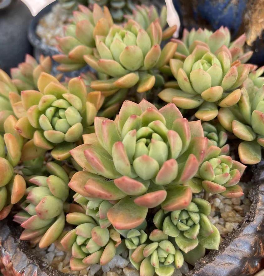 多肉不长根，试试这种“小药水”，滴上两滴，1周长出毛细根