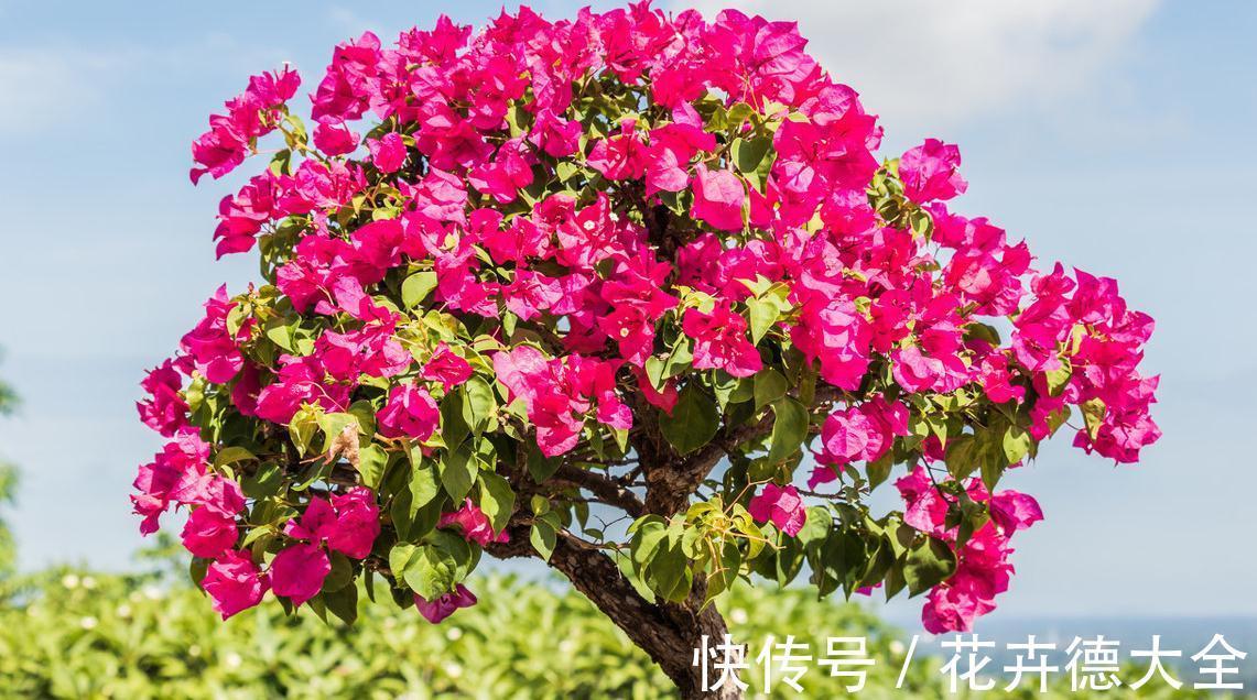 栽植|网上关于三角梅栽植的几个误传，介绍栽种三角梅的几个细节