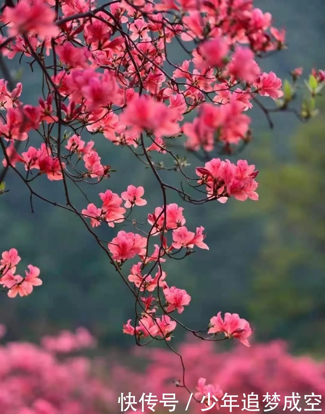 五一桐柏游：山水赏花游乐美食，世外桃源嗨起来