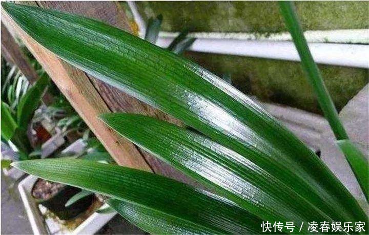 啤酒水|3种植物是老酒鬼,一喝啤酒就疯长,根本不用施肥!