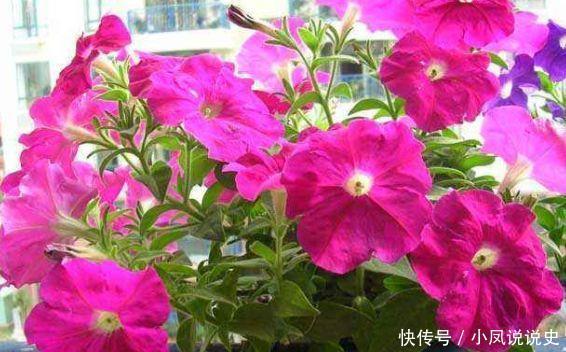 4种花是懒人的最爱,有阳光就爆盆,年年开花美翻