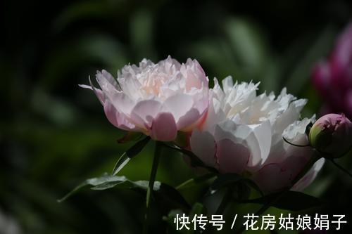 都知道牡丹是“花王”,却不一定知道谁是“花相”?值得了解一下